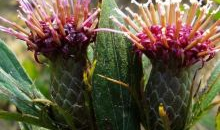 国产精品 种子,培育民族繁荣的沃土