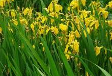 国产精品 种子,培育民族繁荣的沃土